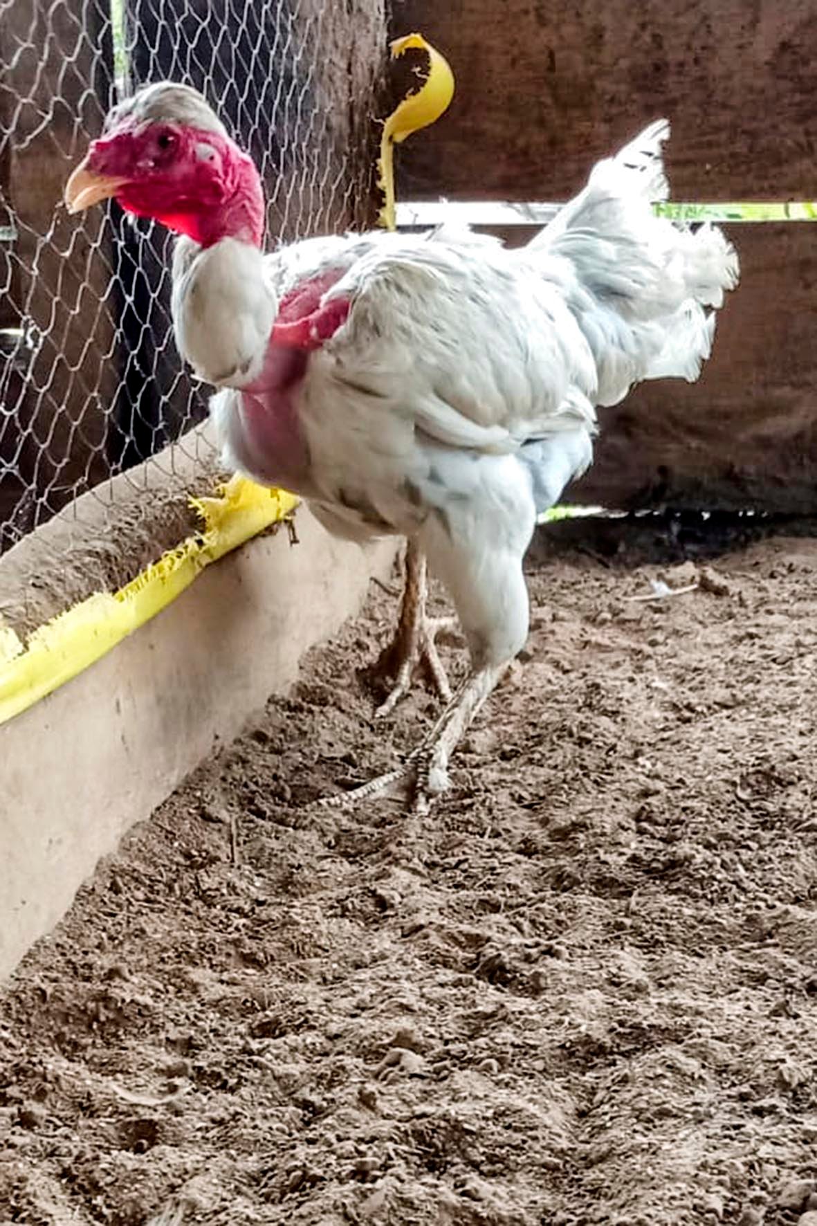 WhatsApp Image 2025-04-03 at 7.35.49 PM (2) copia.jpg